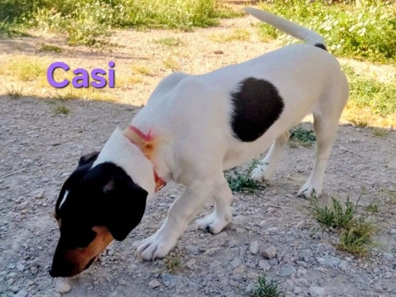 Casi geb. 07/2025 (ESP) - menschenbezogen und fröhlich sucht vertrauenswürdig und liebevoll!