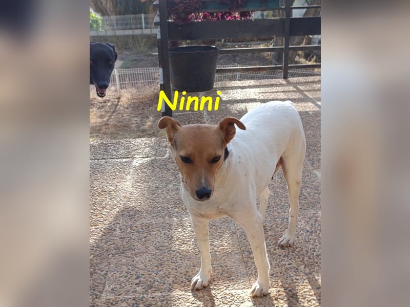 Ninni geb. 06/2024 (ESP) - unkomplizierte Hundedame sucht ihr Glück!