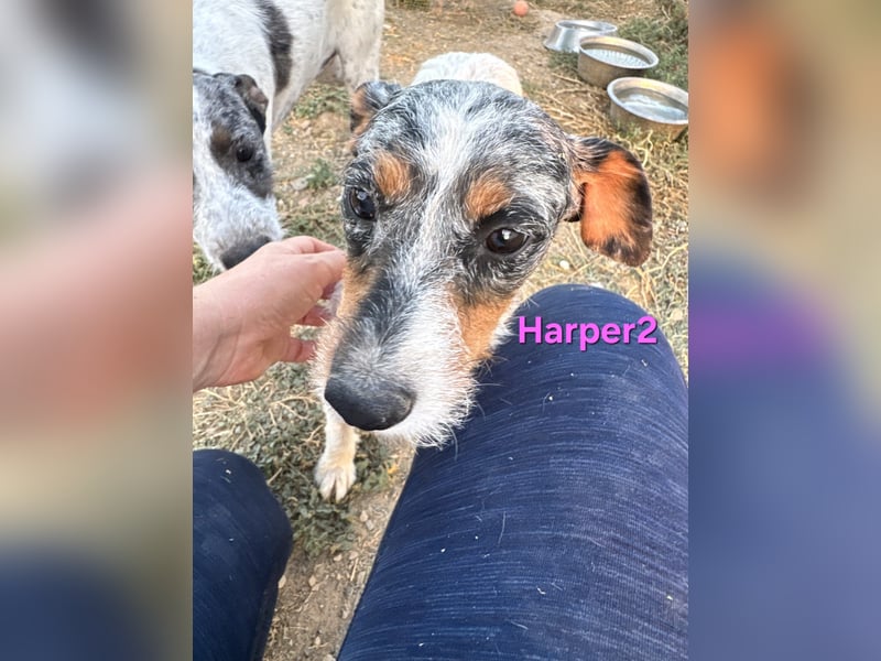 Harper2 geb. 03/2022 (ESP), sanfte und Liebevolle Hündin sucht ihr Glück