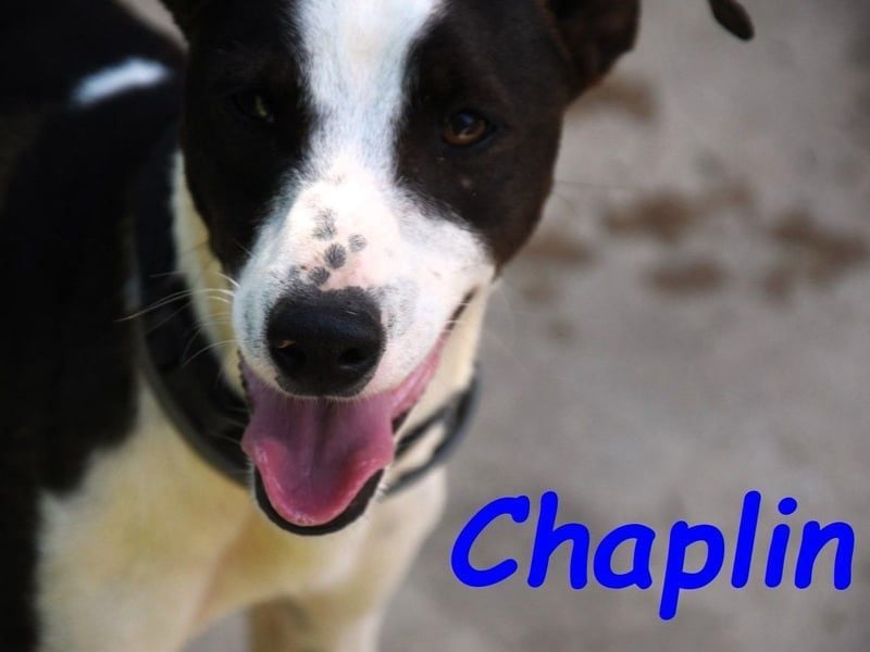 Chaplin geb. 04/2024 (ESP) - charmanter, verspielter und geselliger Bodeguero-Podenco-Mix!