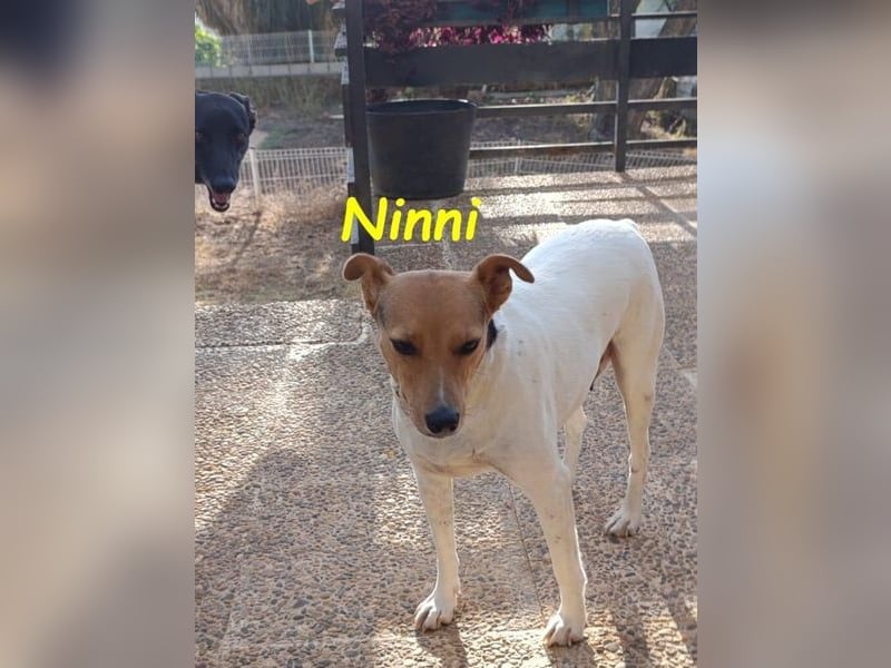 Ninni geb. 06/2024 (ESP) - unkomplizierte Hundedame sucht ihr Glück!