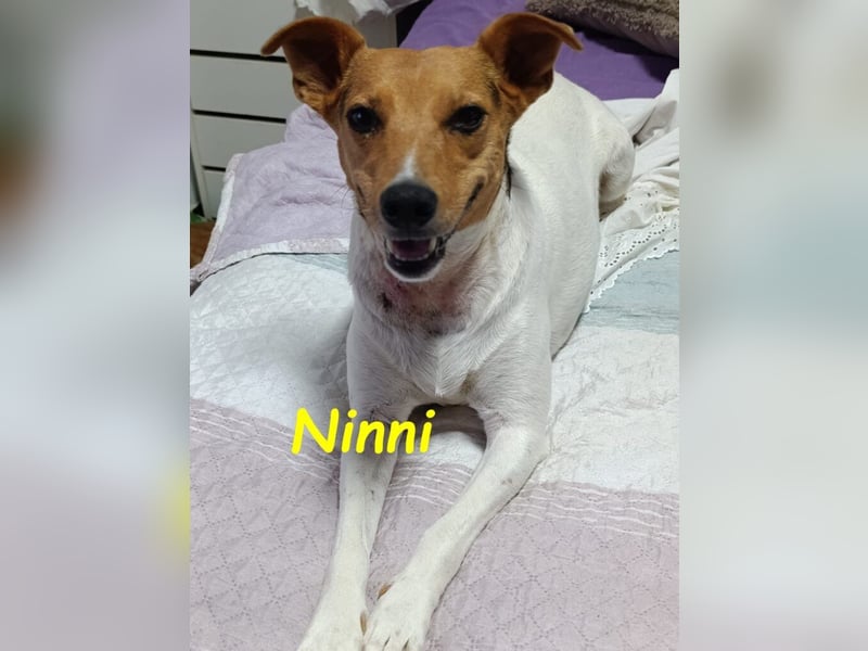 Ninni geb. 06/2024 (ESP) - unkomplizierte Hundedame sucht ihr Glück!