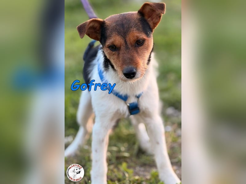 Gofrey geb. 05/2025 (ESP) - verträglicher und liebevoller Junghund sucht sein Zuhause!