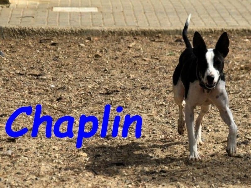 Chaplin geb. 04/2024 (ESP) - charmanter, verspielter und geselliger Bodeguero-Podenco-Mix!