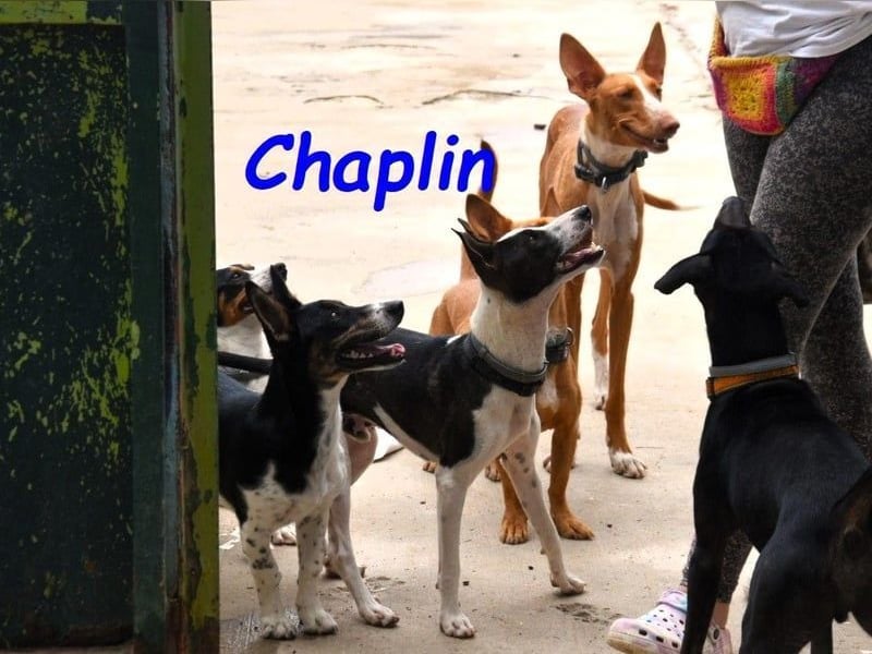 Chaplin geb. 04/2024 (ESP) - charmanter, verspielter und geselliger Bodeguero-Podenco-Mix!