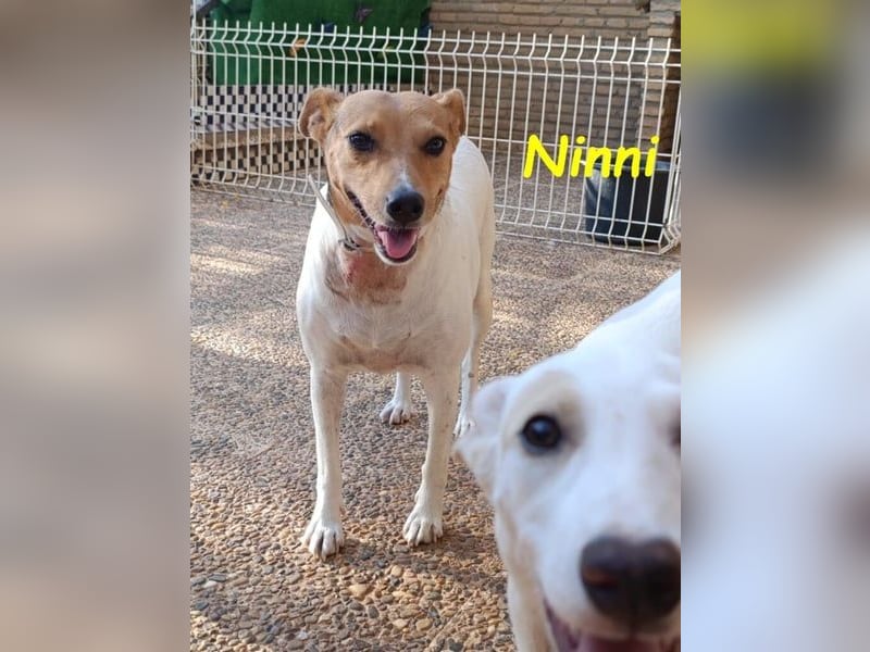 Ninni geb. 06/2024 (ESP) - unkomplizierte Hundedame sucht ihr Glück!