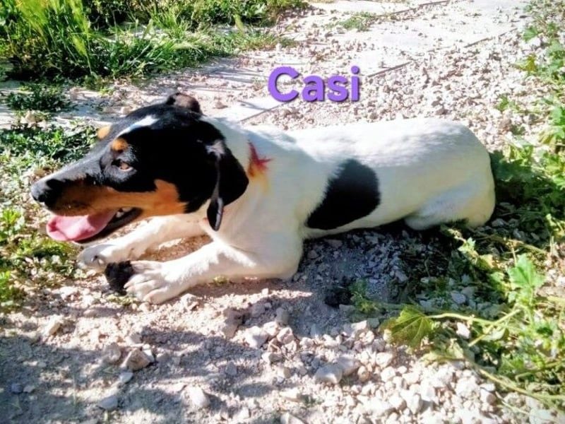 Casi geb. 07/2025 (ESP) - menschenbezogen und fröhlich sucht vertrauenswürdig und liebevoll!