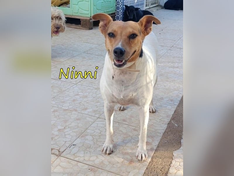 Ninni geb. 06/2024 (ESP) - unkomplizierte Hundedame sucht ihr Glück!