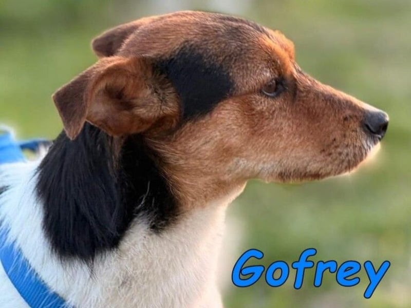 Gofrey geb. 05/2025 (ESP) - verträglicher und liebevoller Junghund sucht sein Zuhause!