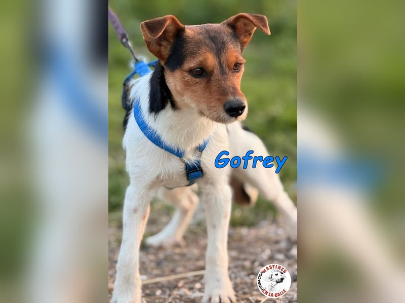 Gofrey geb. 05/2025 (ESP) - verträglicher und liebevoller Junghund sucht sein Zuhause!