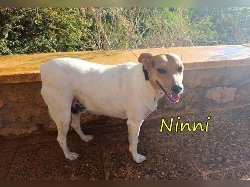 Ninni geb. 06/2024 (ESP) - unkomplizierte Hundedame sucht ihr Glück!