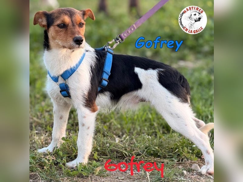 Gofrey geb. 05/2025 (ESP) - verträglicher und liebevoller Junghund sucht sein Zuhause!