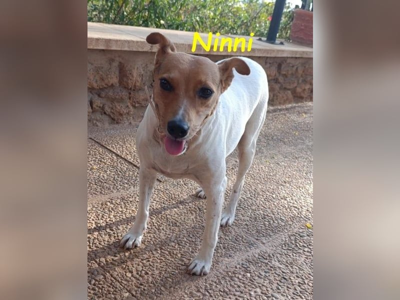 Ninni geb. 06/2024 (ESP) - unkomplizierte Hundedame sucht ihr Glück!