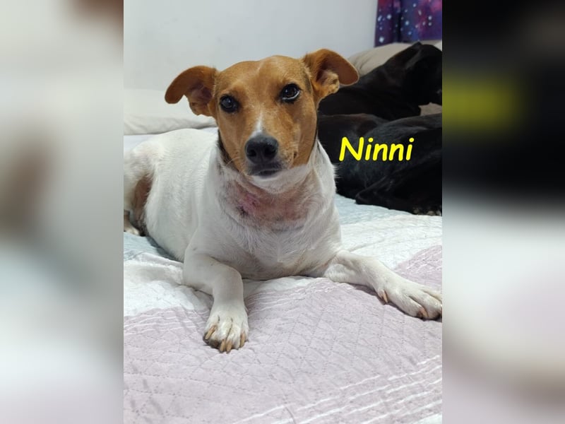 Ninni geb. 06/2024 (ESP) - unkomplizierte Hundedame sucht ihr Glück!