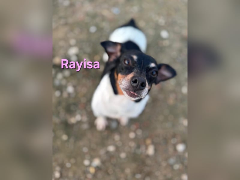 Rayisa geb. 03/2019 (ESP) - unkomplizierte Traumhündin, ein echter Sonnenschein!