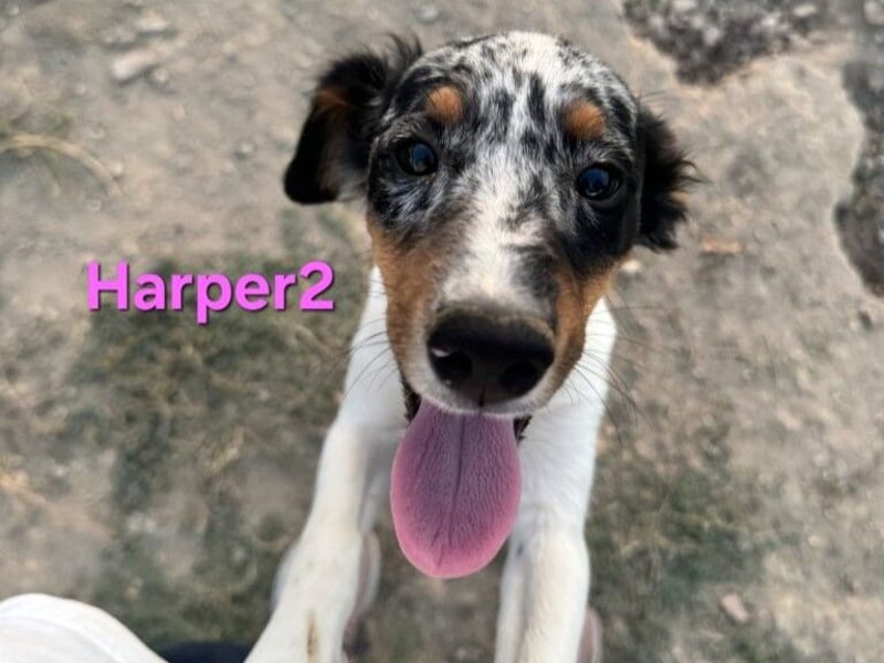 Harper geb. 03/2022 (ESP) - unkompliziertes Mischlingsmädchen, ein ganz besonderer Schatz!