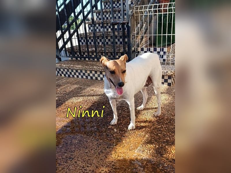 Ninni geb. 06/2024 (ESP) - unkomplizierte Hundedame sucht ihr Glück!