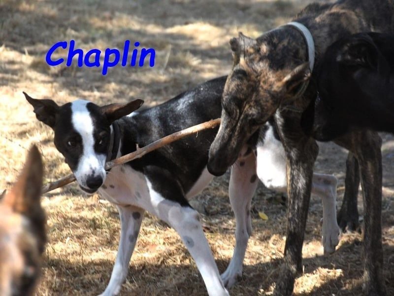 Chaplin geb. 04/2024 (ESP) - charmanter, verspielter und geselliger Bodeguero-Podenco-Mix!