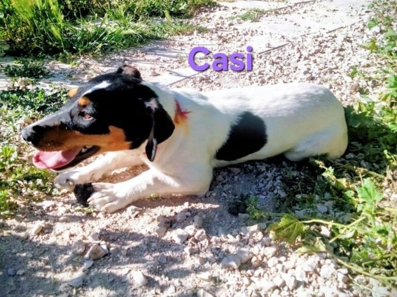 Casi geb. 07/2025 (ESP) - menschenbezogen und fröhlich sucht vertrauenswürdig und liebevoll!