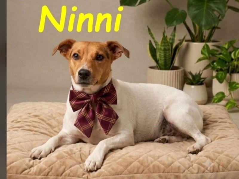 Ninni geb. 06/2024 (ESP) - unkomplizierte Hundedame sucht ihr Glück!