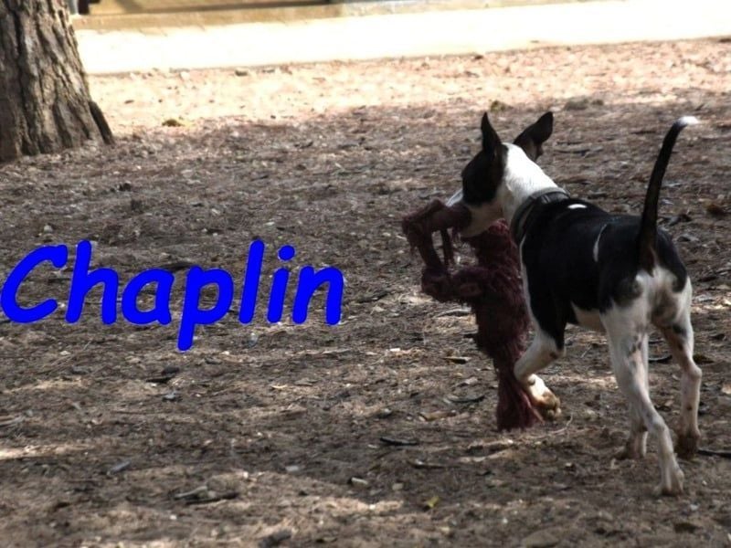 Chaplin geb. 04/2024 (ESP) - charmanter, verspielter und geselliger Bodeguero-Podenco-Mix!