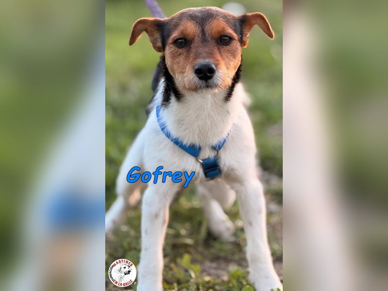 Gofrey geb. 05/2025 (ESP) - verträglicher und liebevoller Junghund sucht sein Zuhause!