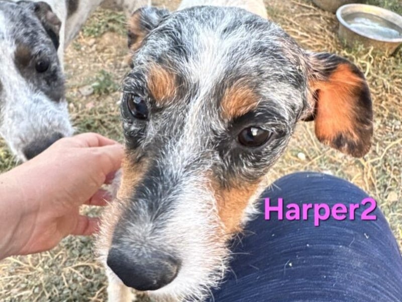 Harper geb. 03/2022 (ESP) - unkompliziertes Mischlingsmädchen, ein ganz besonderer Schatz!