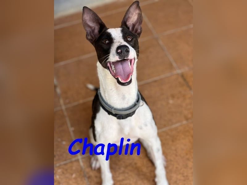 Chaplin geb. 04/2024 (ESP) - charmanter, verspielter und geselliger Bodeguero-Podenco-Mix!