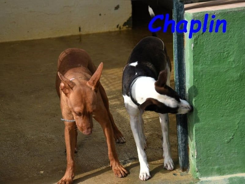 Chaplin geb. 04/2024 (ESP) - charmanter, verspielter und geselliger Bodeguero-Podenco-Mix!