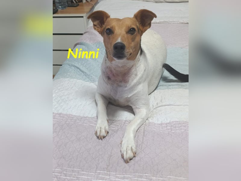 Ninni geb. 06/2024 (ESP) - unkomplizierte Hundedame sucht ihr Glück!