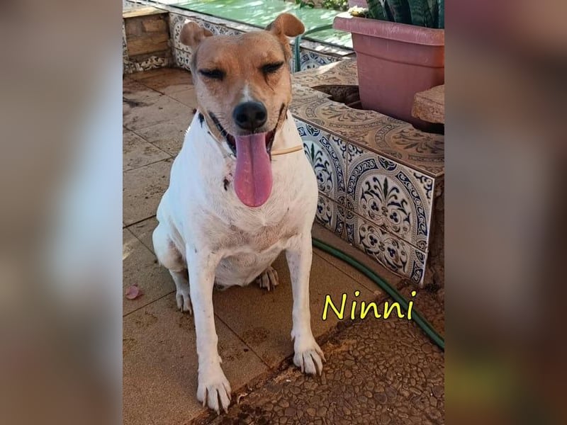 Ninni geb. 06/2024 (ESP) - unkomplizierte Hundedame sucht ihr Glück!
