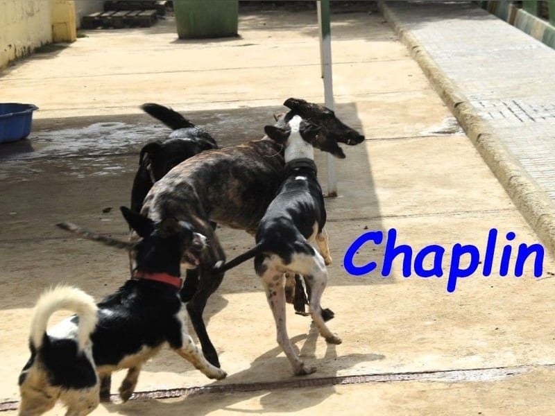 Chaplin geb. 04/2024 (ESP) - charmanter, verspielter und geselliger Bodeguero-Podenco-Mix!