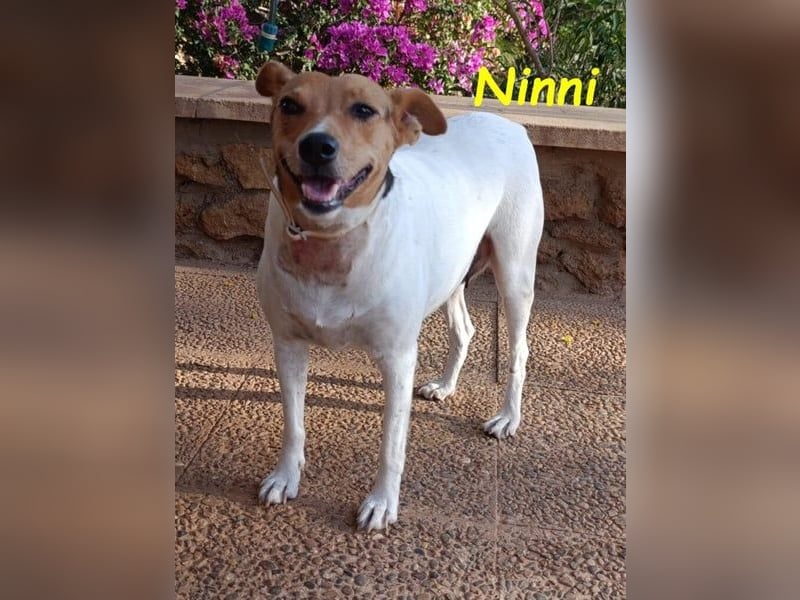 Ninni geb. 06/2024 (ESP) - unkomplizierte Hundedame sucht ihr Glück!