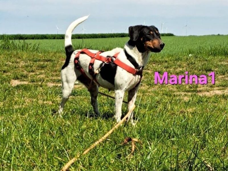 Marina1 geb. 11/2022 (in Deutschland) - unglaublich sanfte, liebevolle Bodeguero-Dackel-Mix Hündin!