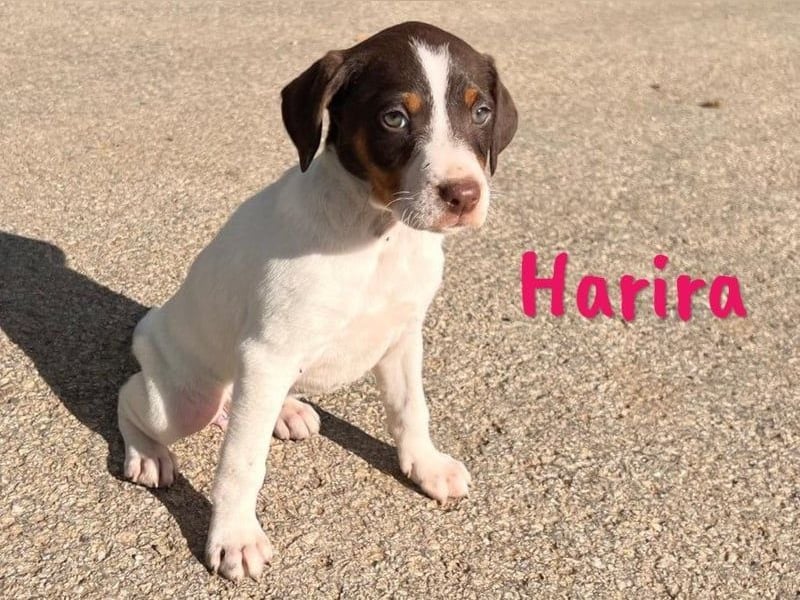 Harira geb. 12/2024 (in Deutschland) - neugierige und clevere Bodeguero-Pinscher-Mix Junghündin!