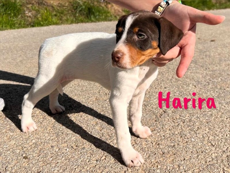 Harira geb. 12/2024 (in Deutschland) - neugierige und clevere Bodeguero-Pinscher-Mix Junghündin!