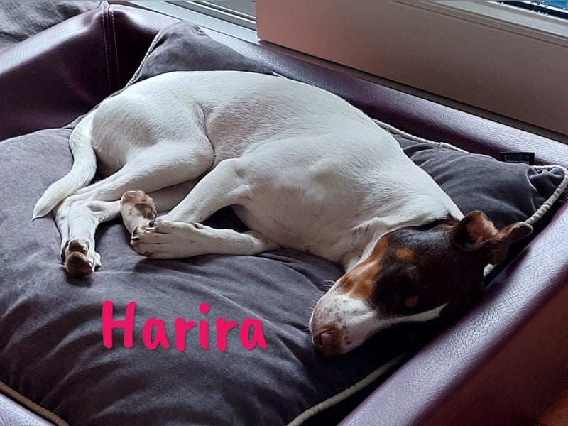 Harira geb. 12/2024 (in Deutschland) - neugierige und clevere Bodeguero-Pinscher-Mix Junghündin!