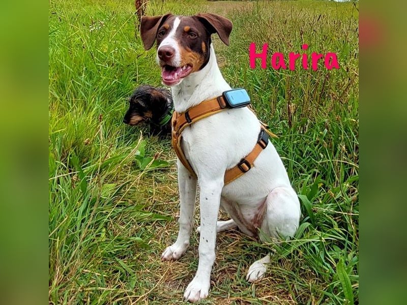 Harira geb. 12/2024 (in Deutschland) - neugierige und clevere Bodeguero-Pinscher-Mix Junghündin!