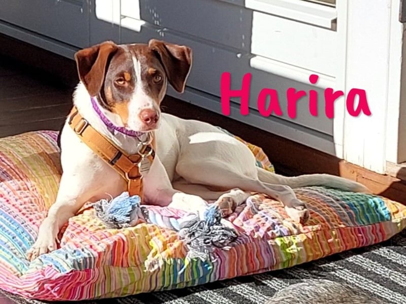 Harira geb. 12/2024 (in Deutschland) - neugierige und clevere Bodeguero-Pinscher-Mix Junghündin!