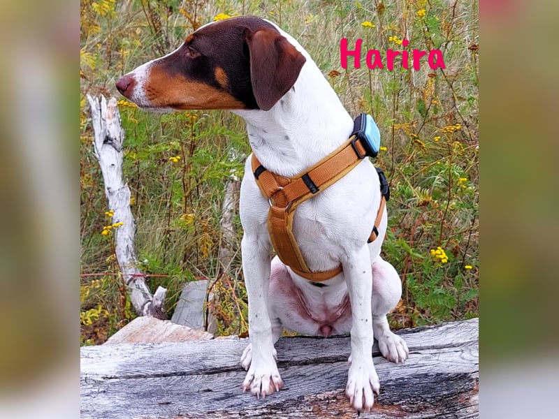 Harira geb. 12/2024 (in Deutschland) - neugierige und clevere Bodeguero-Pinscher-Mix Junghündin!