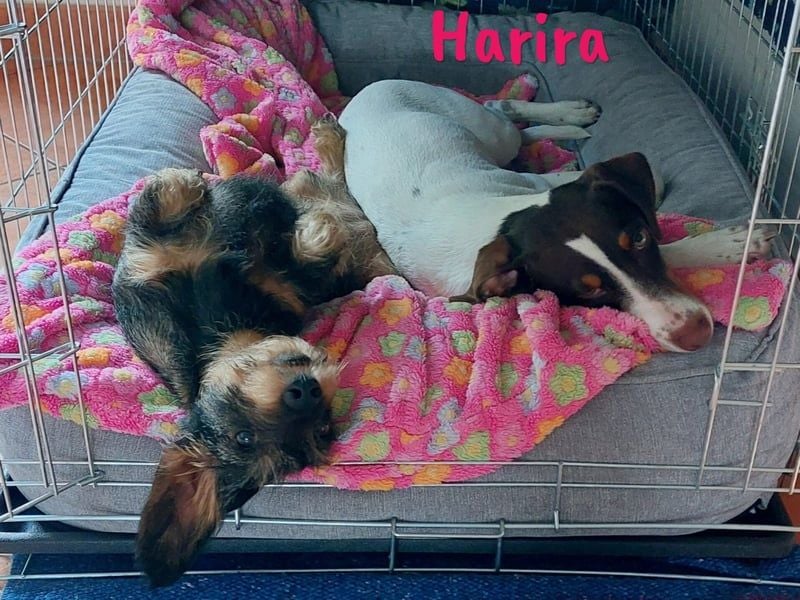 Harira geb. 12/2024 (in Deutschland) - neugierige und clevere Bodeguero-Pinscher-Mix Junghündin!