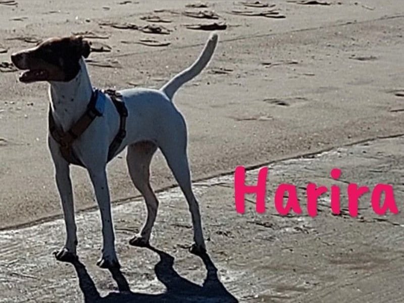 Harira geb. 12/2024 (in Deutschland) - neugierige und clevere Bodeguero-Pinscher-Mix Junghündin!