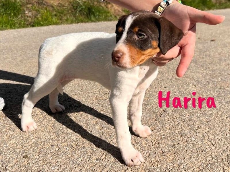 Harira geb. 12/2024 (in Deutschland) - neugierige und clevere Bodeguero-Pinscher-Mix Junghündin!