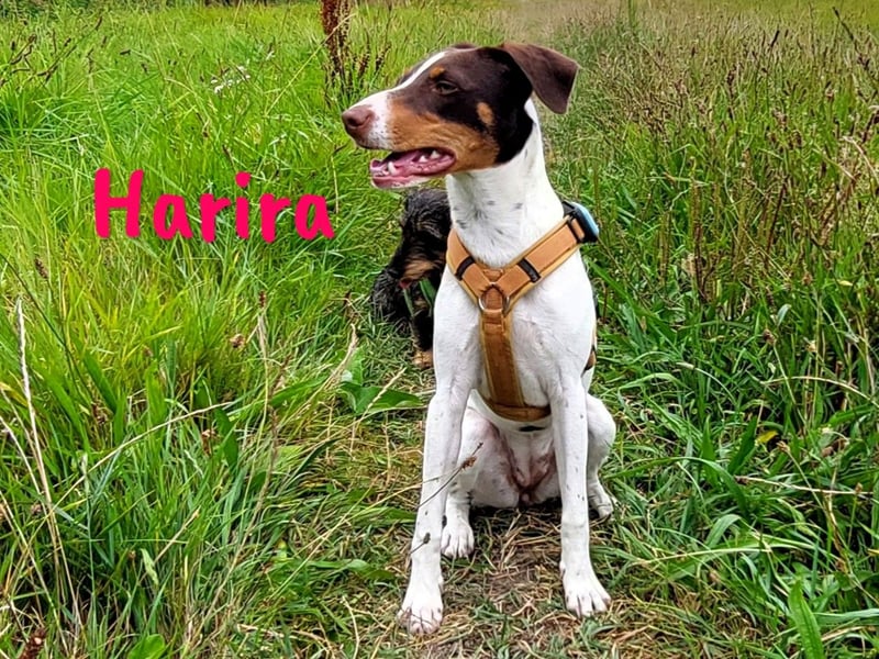 Harira geb. 12/2024 (in Deutschland) - neugierige und clevere Bodeguero-Pinscher-Mix Junghündin!