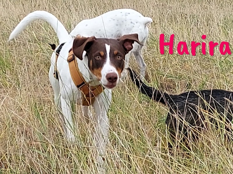 Harira geb. 12/2024 (in Deutschland) - neugierige und clevere Bodeguero-Pinscher-Mix Junghündin!