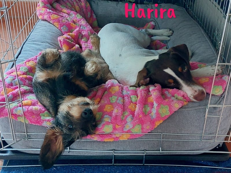 Harira geb. 12/2024 (in Deutschland) - neugierige und clevere Bodeguero-Pinscher-Mix Junghündin!