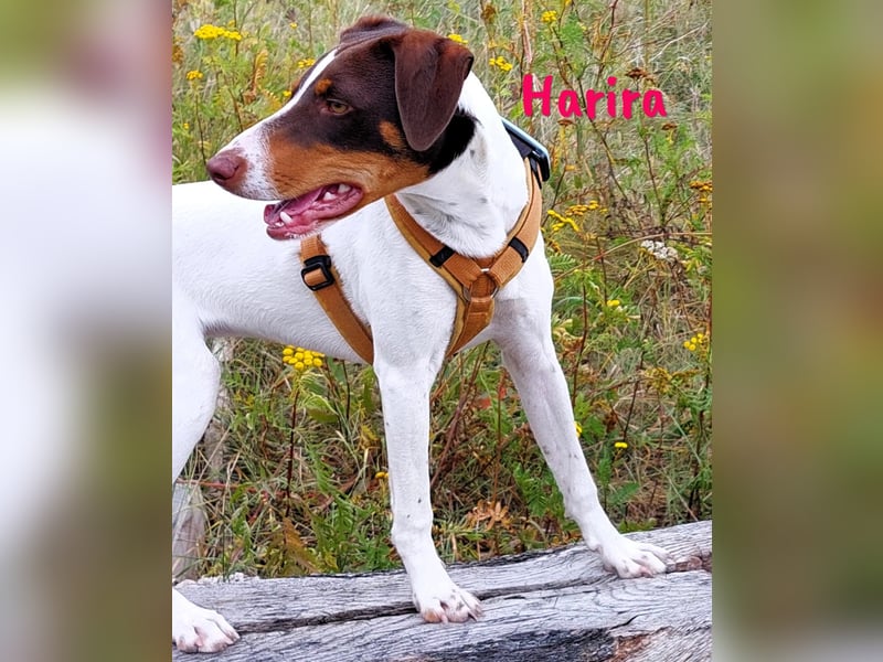 Harira geb. 12/2024 (in Deutschland) - neugierige und clevere Bodeguero-Pinscher-Mix Junghündin!