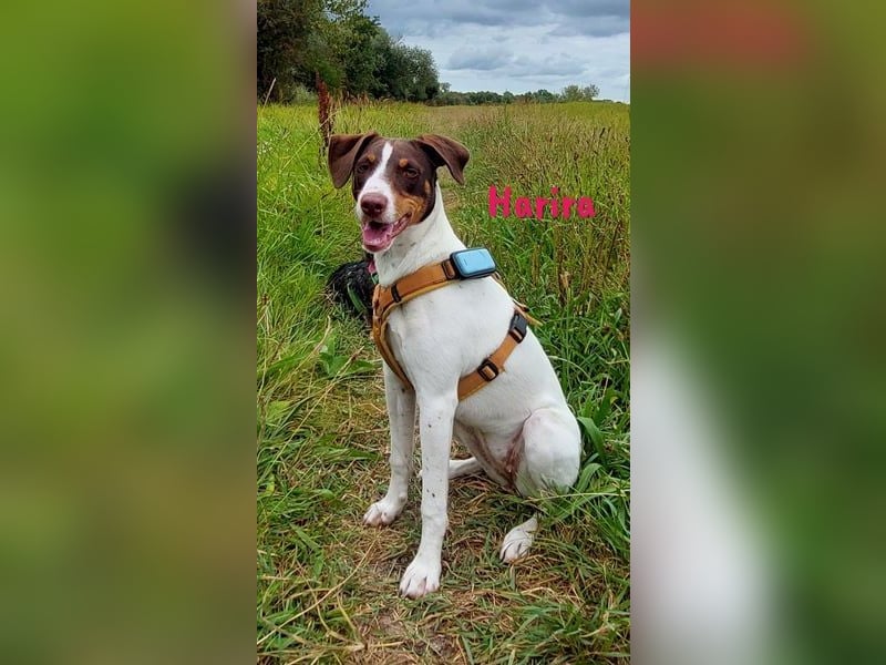 Harira geb. 12/2024 (in Deutschland) - neugierige und clevere Bodeguero-Pinscher-Mix Junghündin!