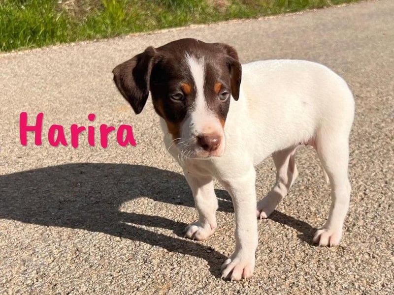 Harira geb. 12/2024 (in Deutschland) - neugierige und clevere Bodeguero-Pinscher-Mix Junghündin!