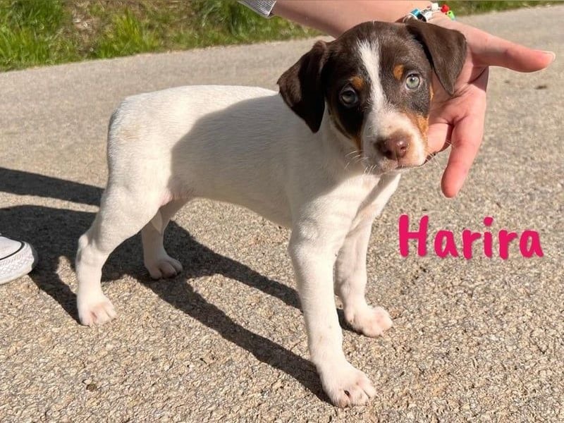 Harira geb. 12/2024 (in Deutschland) - neugierige und clevere Bodeguero-Pinscher-Mix Junghündin!